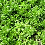 Sedum album Sedum (Седум)