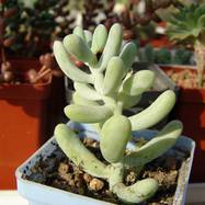 Sedum allantoides Sedum (Седум)