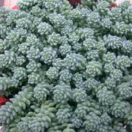 Sedum dasyphyllum var.macrophyllum Sedum (Седум)