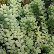 Sedum burrito Sedum (Седум)