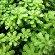 Sedum chontalense Sedum (Седум)