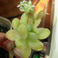 Sedum clavatum Sedum (Седум)