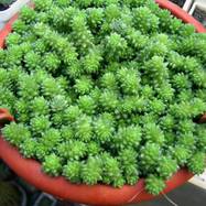 Sedum compactum Sedum (Седум)