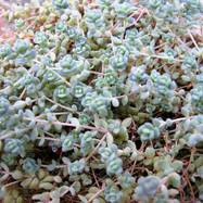 Sedum dasyphyllum Sedum (Седум)