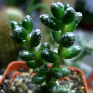 Sedum furfuraceum Sedum (Седум)