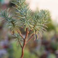 Sedum grizeum Sedum (Седум)