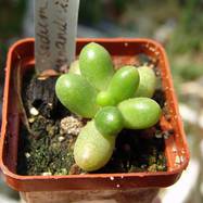 Sedum hernandesii Sedum (Седум)