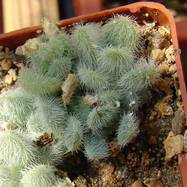 Sedum hintonii Sedum (Седум)