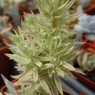 Sedum lineare var.variegata Sedum (Седум)