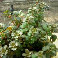 Sedum makinoi Sedum (Седум)