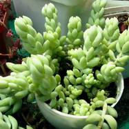 Sedum morganianum Sedum (Седум)