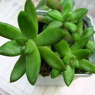 Sedum nussbaumerianum Sedum (Седум)
