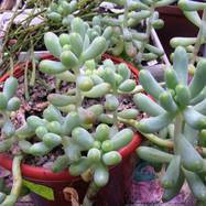 Sedum pachyphyllum Sedum (Седум)