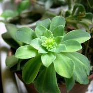 Sedum palmeri var.variegata Sedum (Седум)