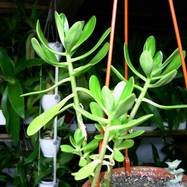 Sedum dendroideum ssp.praeаltum Sedum (Седум)