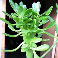 Sedum praeаltum f. cristata Sedum (Седум)