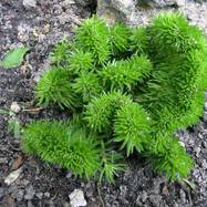 Sedum reflexum f.cristata Sedum (Седум)