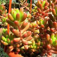 Sedum rubrotinctum Sedum (Седум)