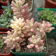 Sedum rubrotinctum cv. 'Aurora' Sedum (Седум)