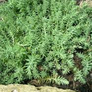 Sedum rupestre var.glaucum Sedum (Седум)