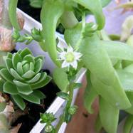 Sedum monregalense Sedum (Седум)