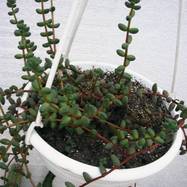 Sedum stahlii Sedum (Седум)