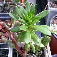 Sedum ternatum Sedum (Седум)