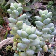 Sedum trealesei Sedum (Седум)