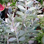 Senecio crassissimus H.Humb. Senecio (Compositae)
