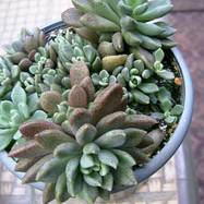 Sinocrassula densirosulata Sinocrassula (Синокрассула)