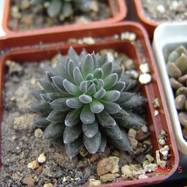Sinocrassula yunnanensis Sinocrassula (Синокрассула)