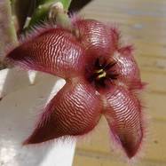 Stapelia asterias Stapelia (Стапелия)