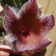 Stapelia bella Stapelia (Стапелия)