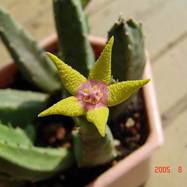 Stapelia flavopurpurea Stapelia (Стапелия)