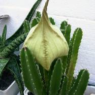 Stapelia gigantea Stapelia (Стапелия)