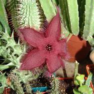 Stapelia grandiflora Stapelia (Стапелия)