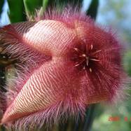 Stapelia hirsuta Stapelia (Стапелия)