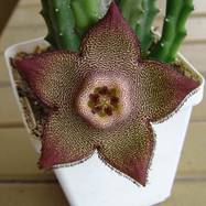 Stapelia (Tromotriche) revoluta Stapelia (Стапелия)