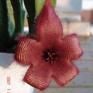 Stapelia sp. Stapelia (Стапелия)