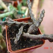 Stapelianthus arenarius  STAPELIANTHUS (СТАПЕЛИАНТУС)