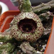 Stapelianthus insignis STAPELIANTHUS (СТАПЕЛИАНТУС)