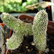 Stapelianthus pilosus STAPELIANTHUS (СТАПЕЛИАНТУС)