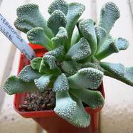 AIZOACEAE Rudolphi AIZOACEAE