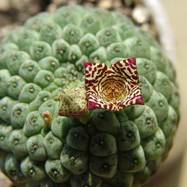 Trichocaulon cactiforme Trichocaulon (Трихокаулон)