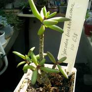 Tylecodon buchholziana Tylecodon (Тилекодон)