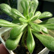 Tylecodon leucotrix Tylecodon (Тилекодон)