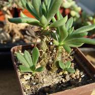 Tylecodon sp_P1695 Tylecodon (Тилекодон)