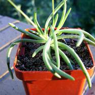 Tylecodon striatus Tylecodon (Тилекодон)