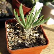 Tylecodon wallichii Tylecodon (Тилекодон)