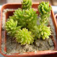 Villadia batesii Villadia Rose (Вилладия)